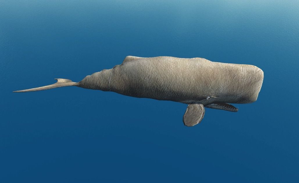Moby Dick 3D model_4