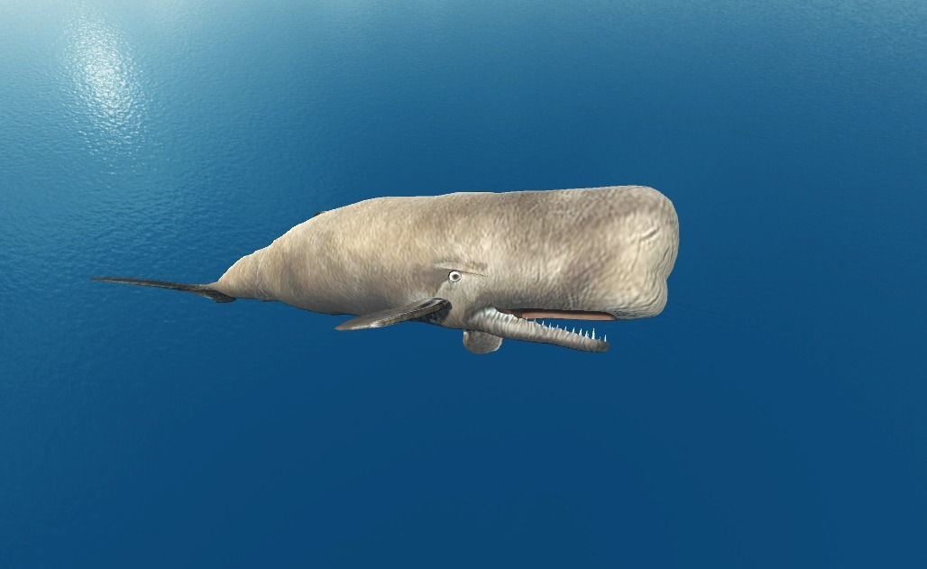 Moby Dick 3D model_0