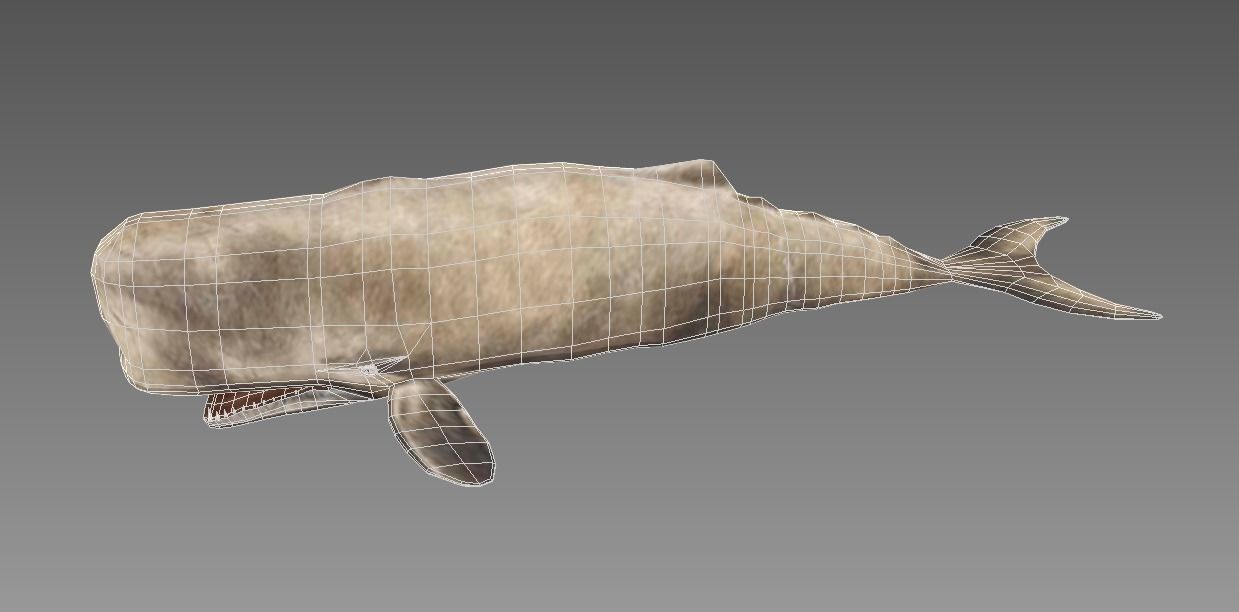 Moby Dick 3D model_7