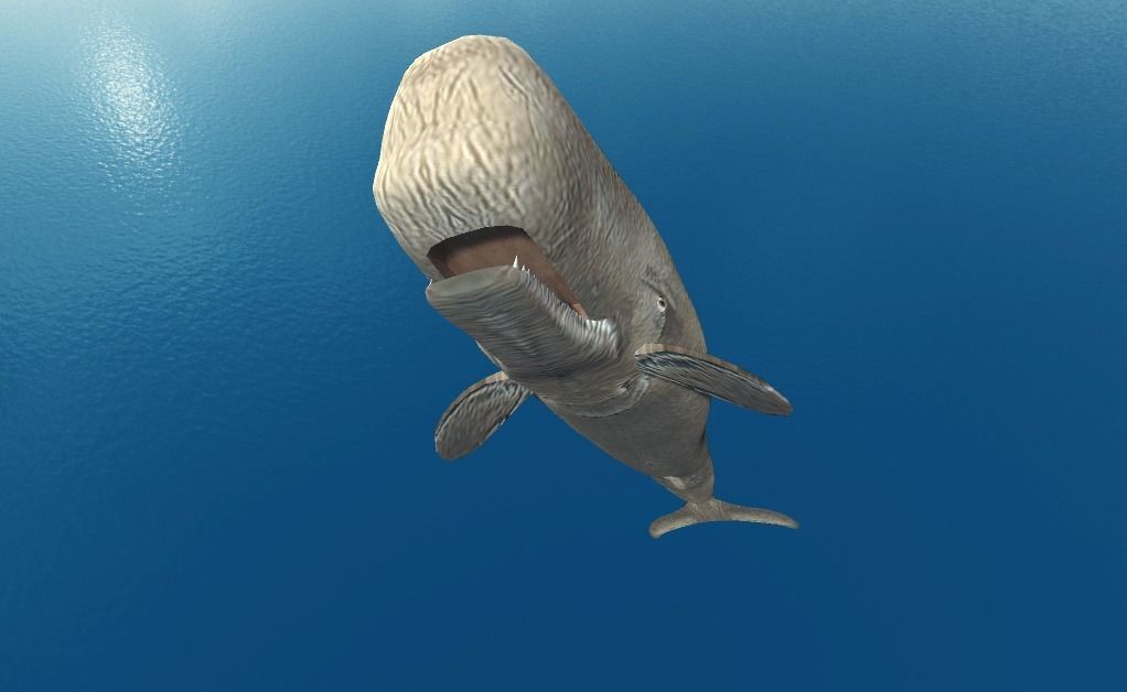 Moby Dick 3D model_2