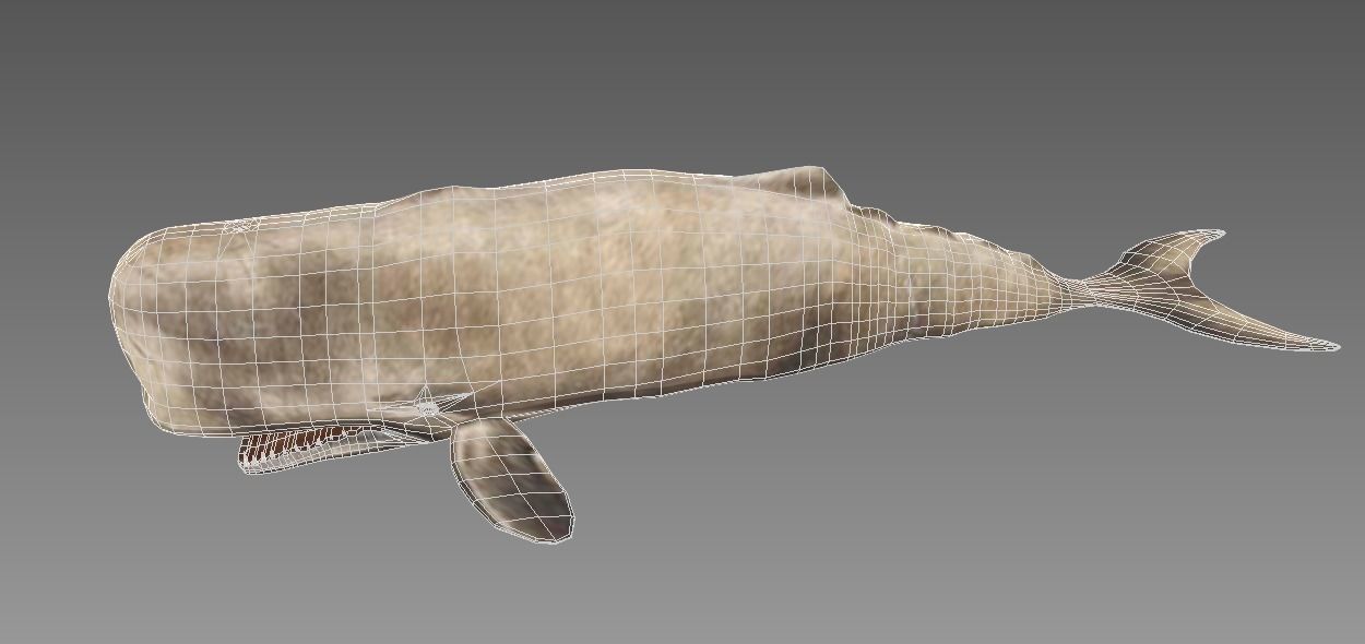 Moby Dick 3D model_6
