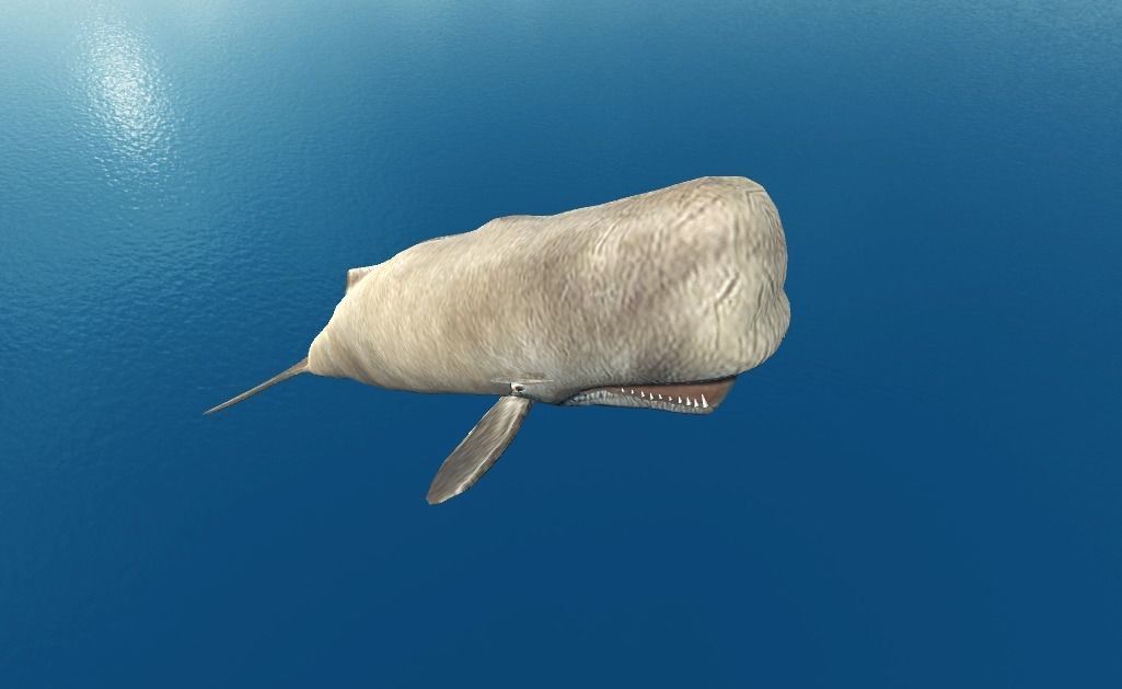 Moby Dick 3D model_5