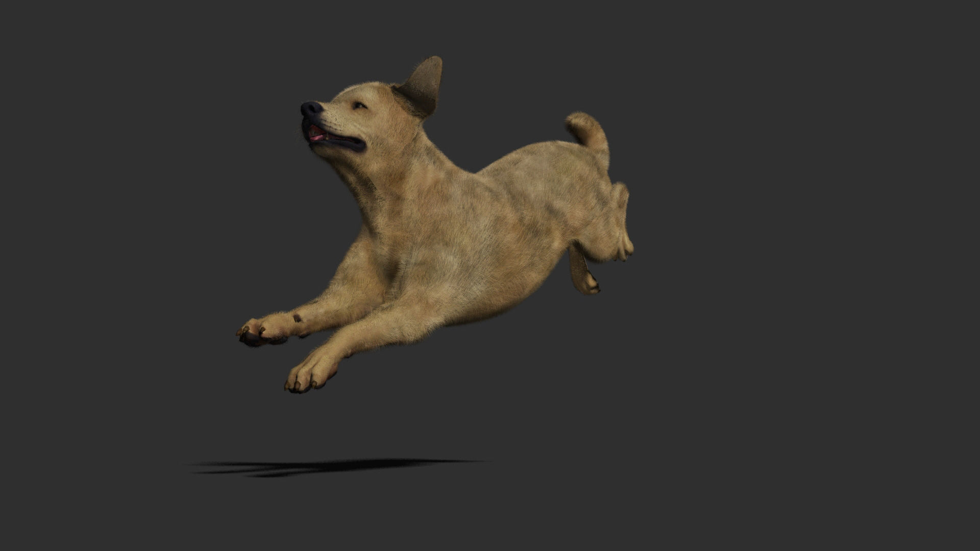 Dog rigged and animated Low-poly 3D model_9