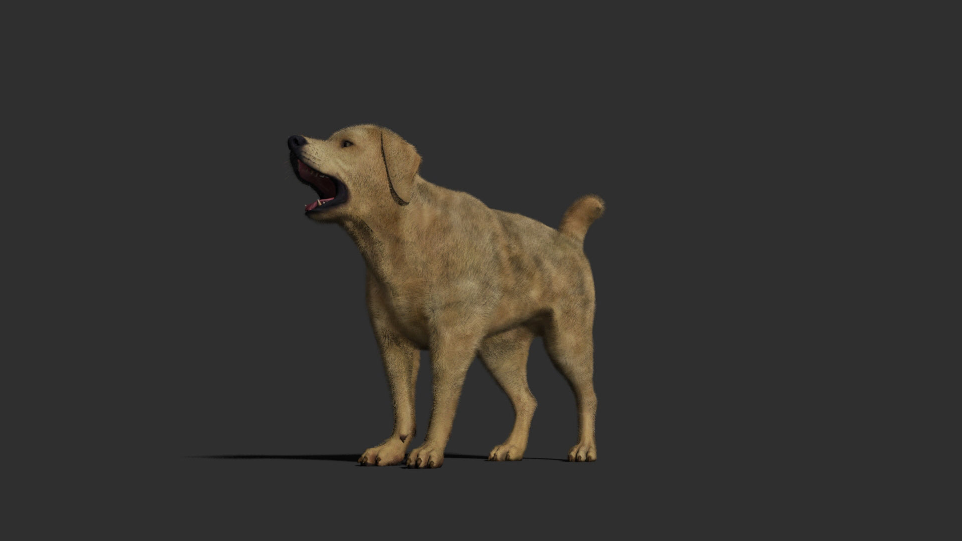 Dog rigged and animated Low-poly 3D model_14