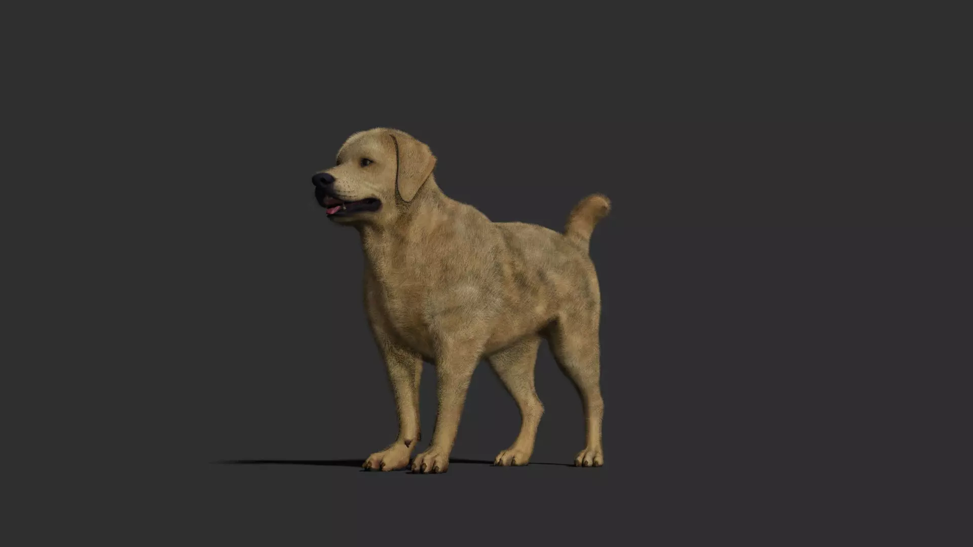 Dog rigged and animated Low-poly 3D model_0