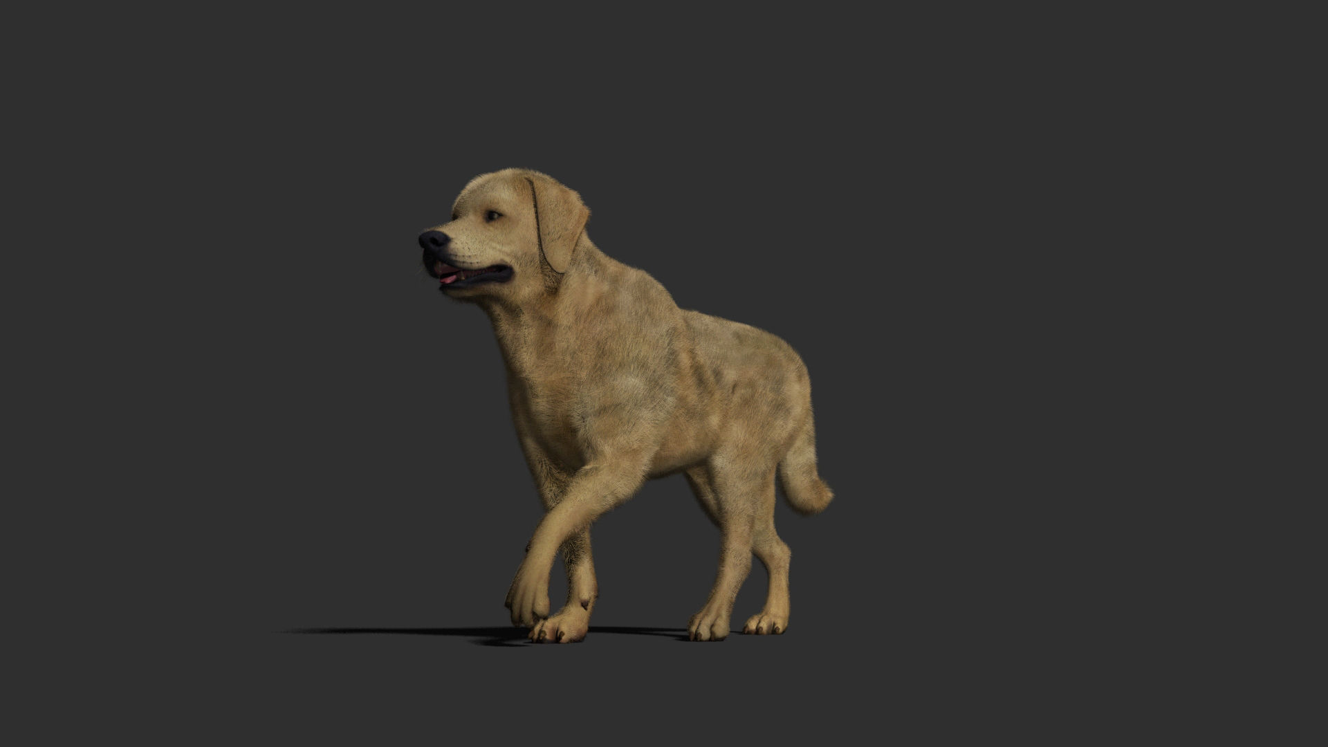 Dog rigged and animated Low-poly 3D model_21
