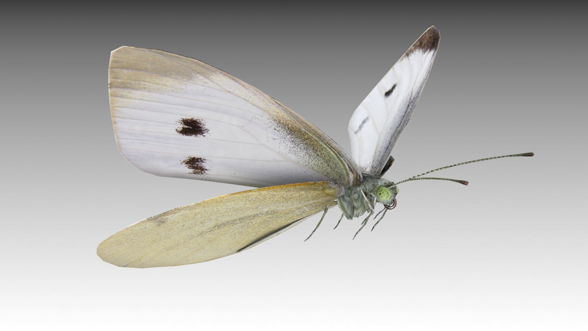 White butterfly Low-poly 3D model_2
