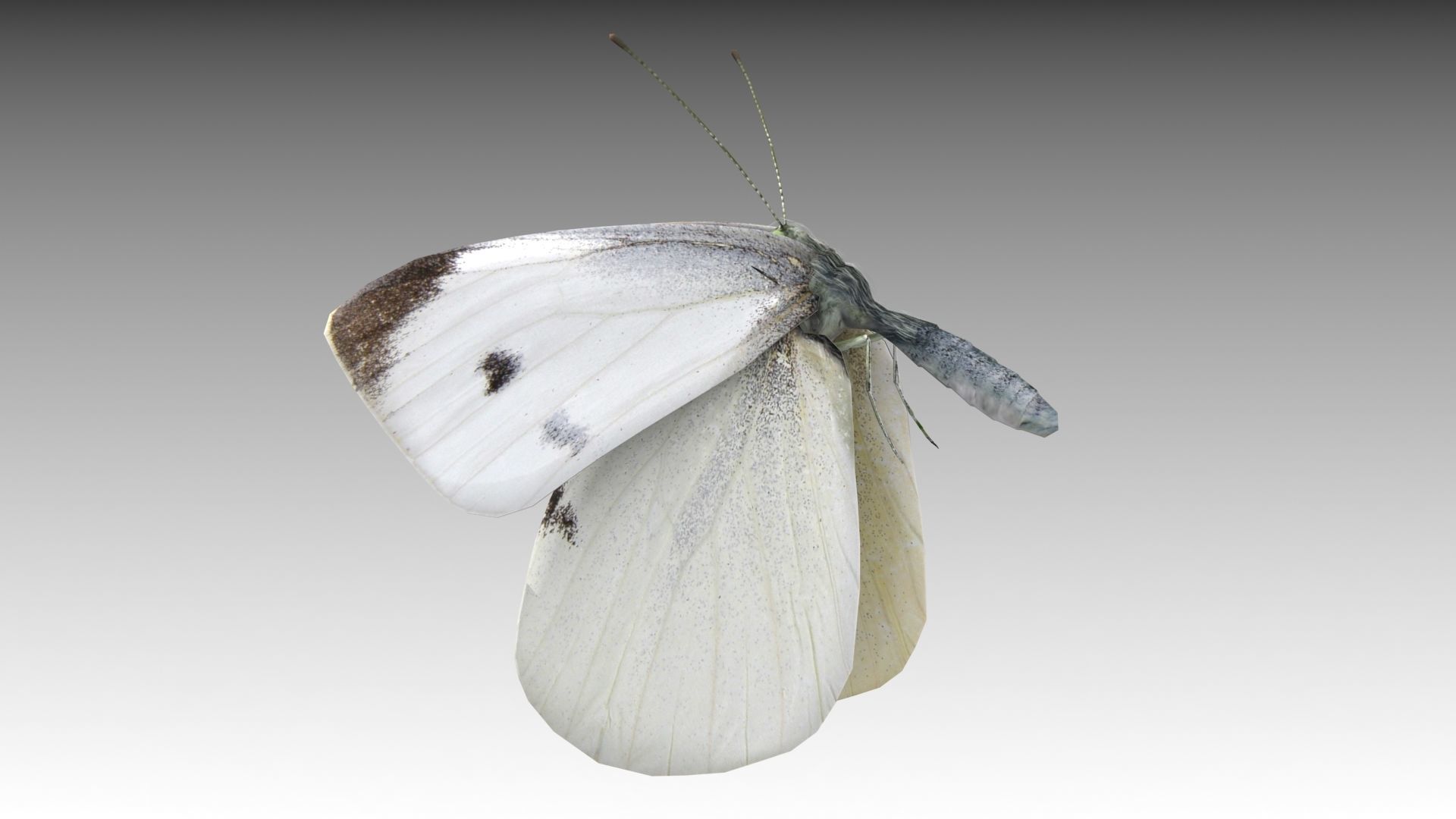 White butterfly Low-poly 3D model_4