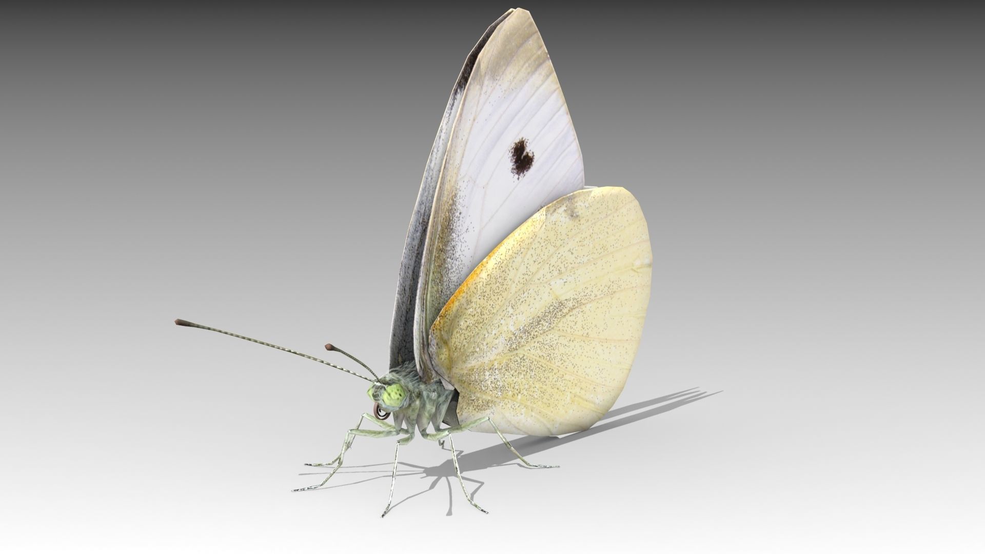 White butterfly Low-poly 3D model_1