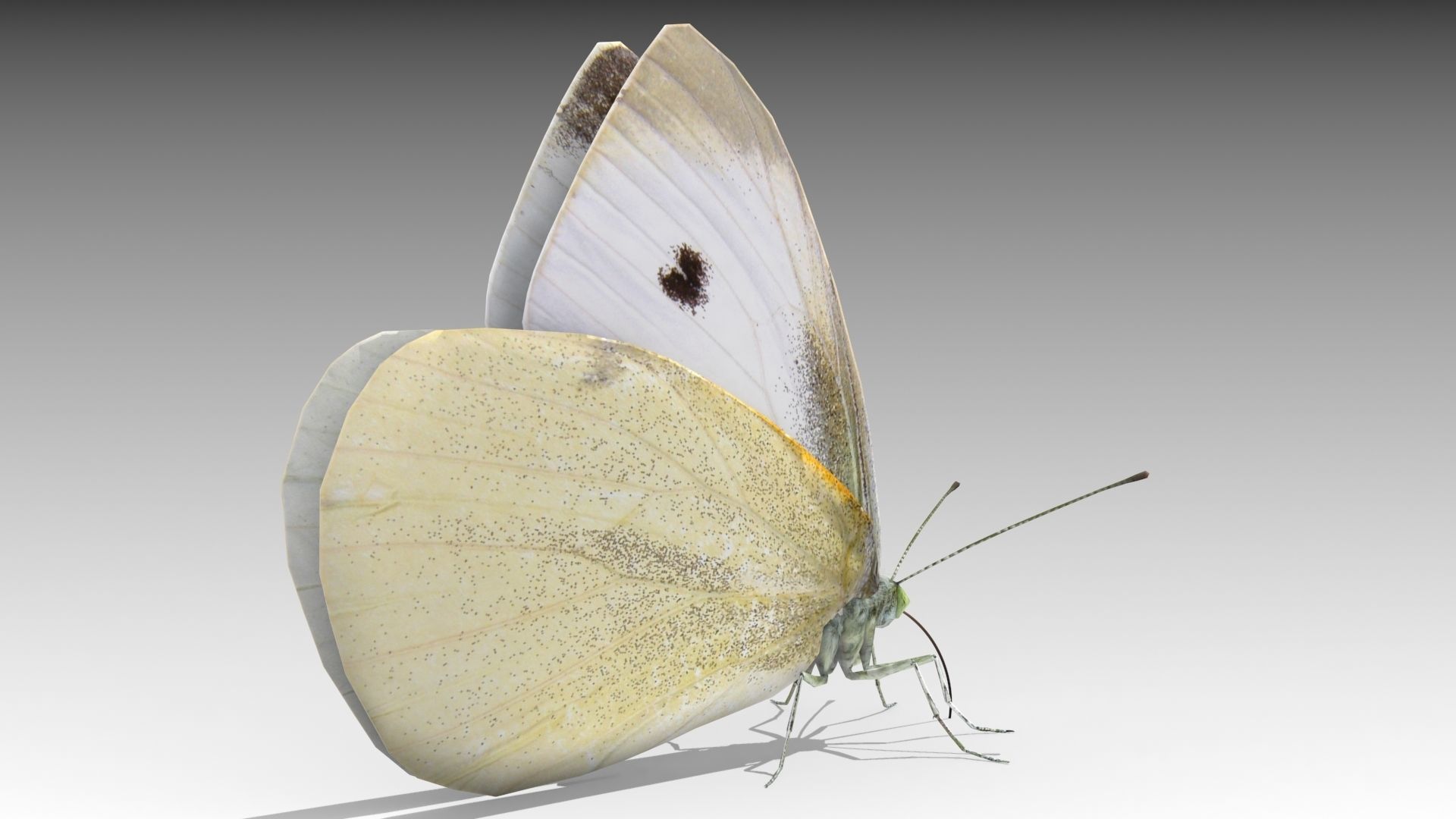 White butterfly Low-poly 3D model_3