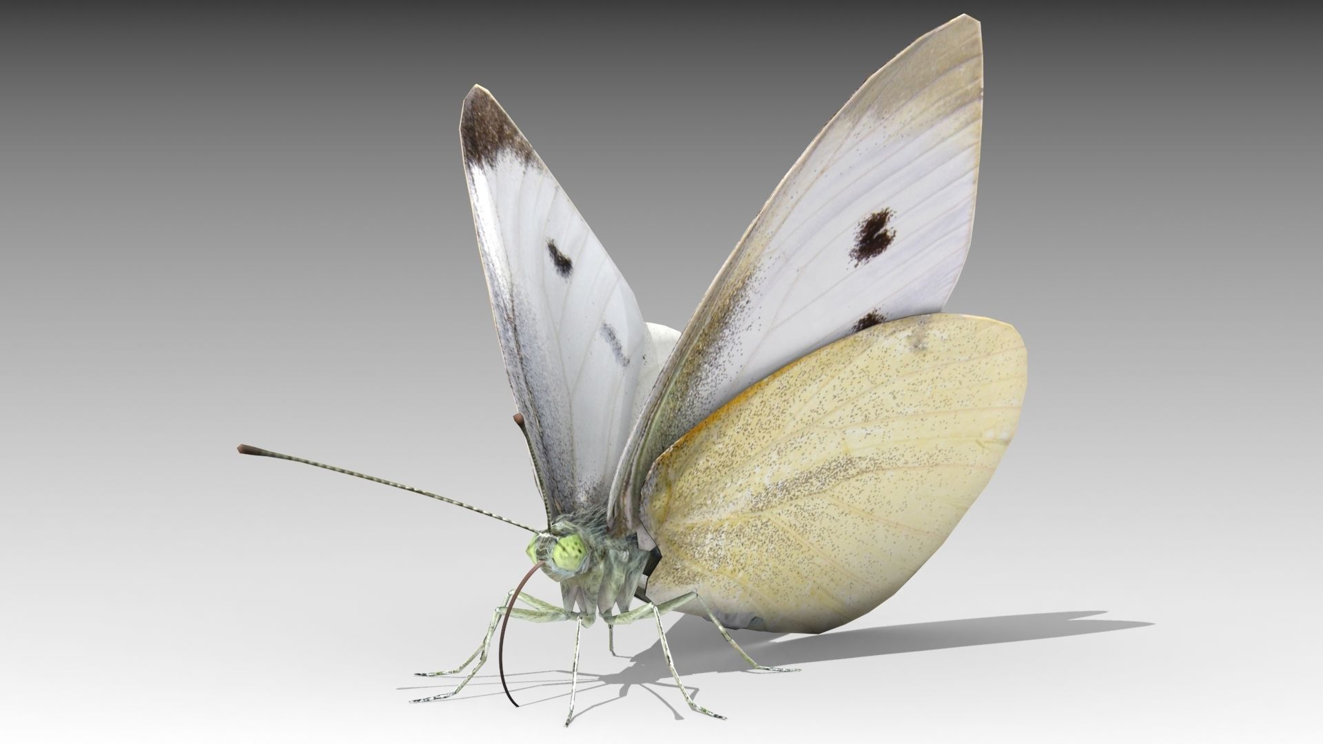 White butterfly Low-poly 3D model_5
