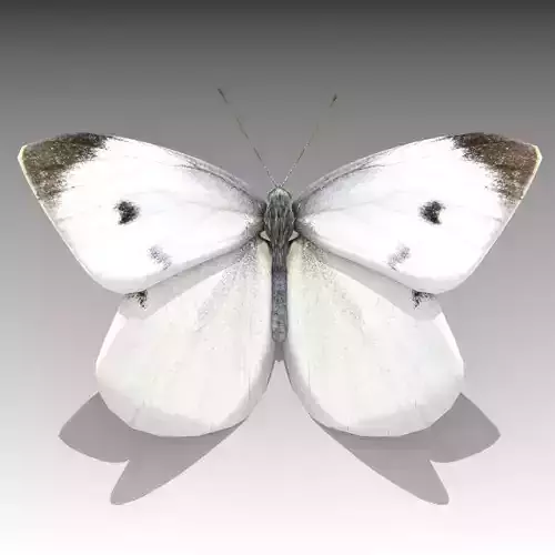 White butterfly Low-poly 3D model