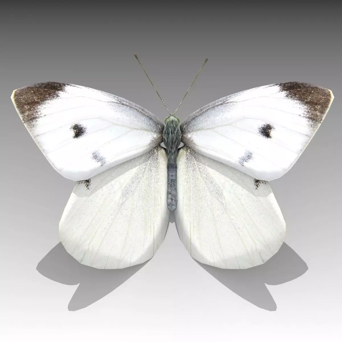 White butterfly Low-poly 3D model_0