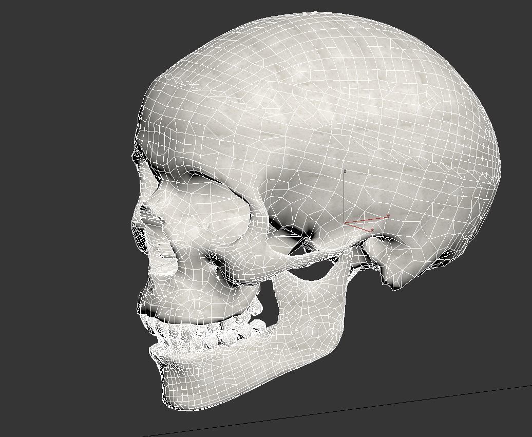Human Skull Low-poly 3D model_9