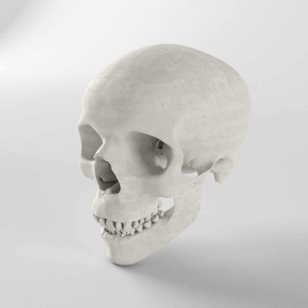 Human Skull Low-poly 3D model_1