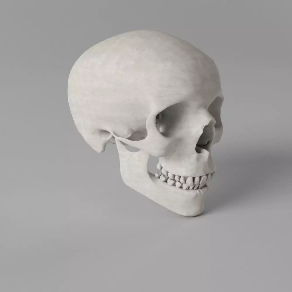 Human Skull Low-poly 3D model_0