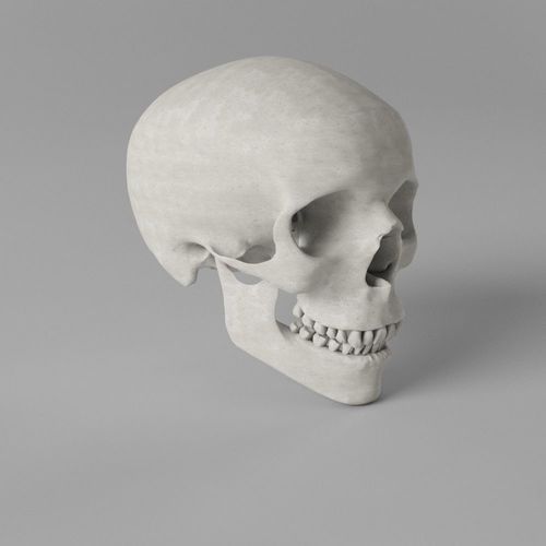 Human Skull Low-poly 3D model