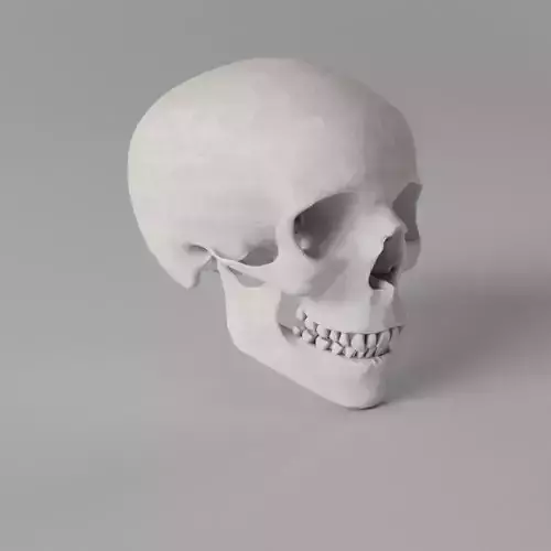 Human Skull Low-poly 3D model
