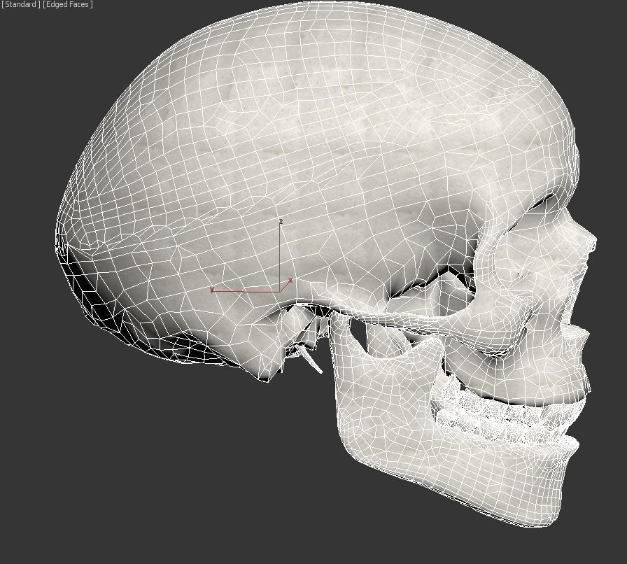 Human Skull Low-poly 3D model_6