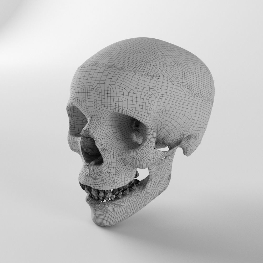 Human Skull Low-poly 3D model_4