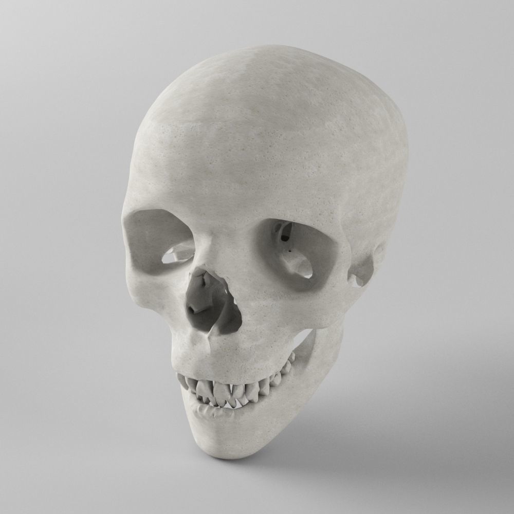 Human Skull Low-poly 3D model_2