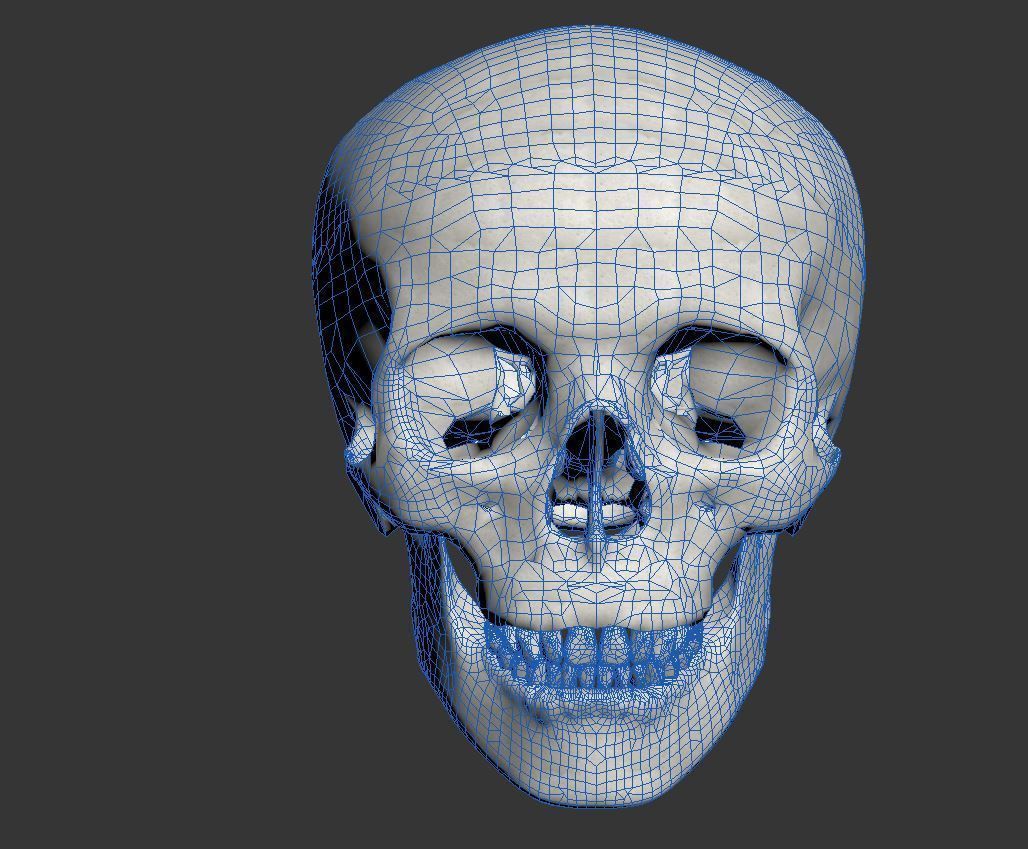 Human Skull Low-poly 3D model_8
