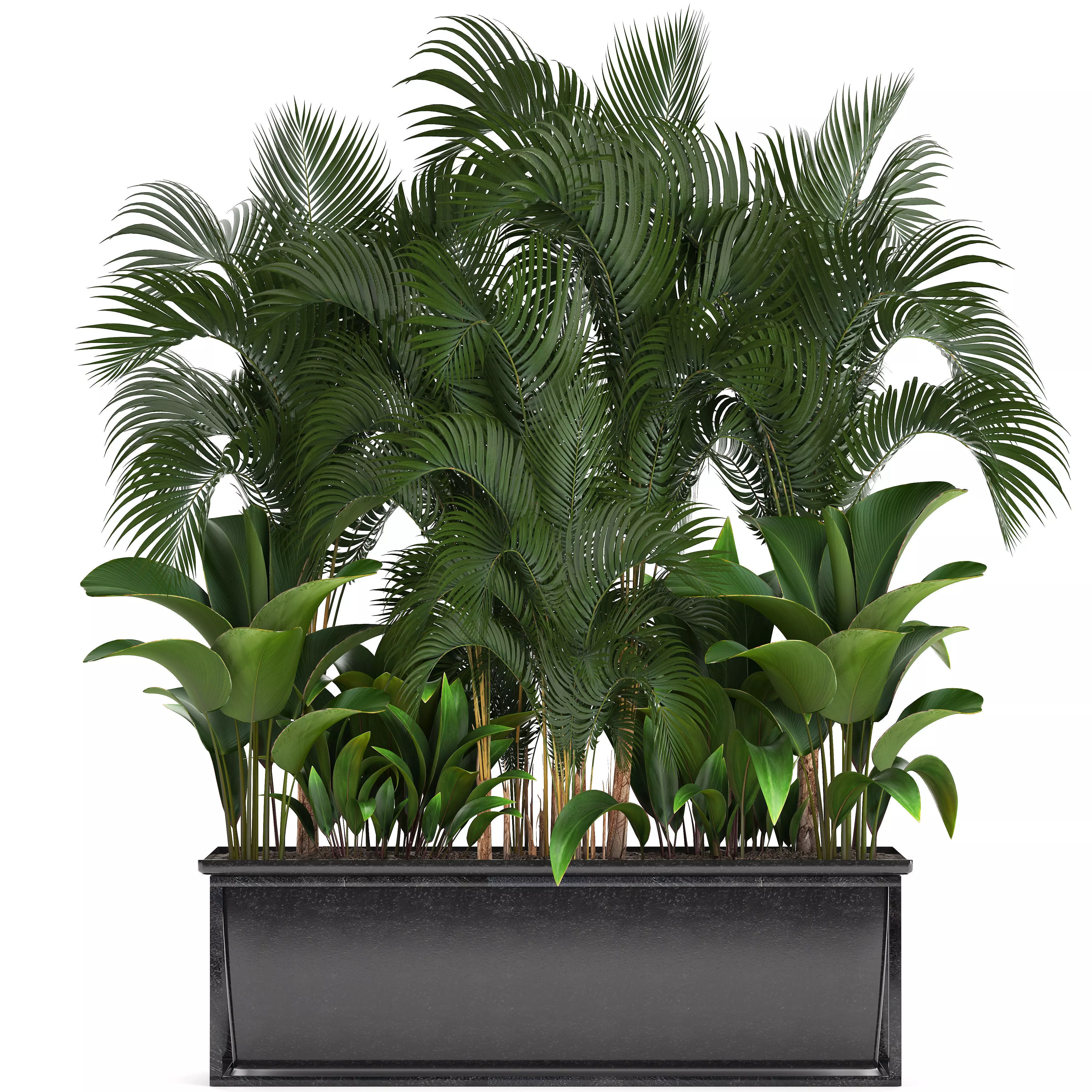 Collection Exotic plants 3D model