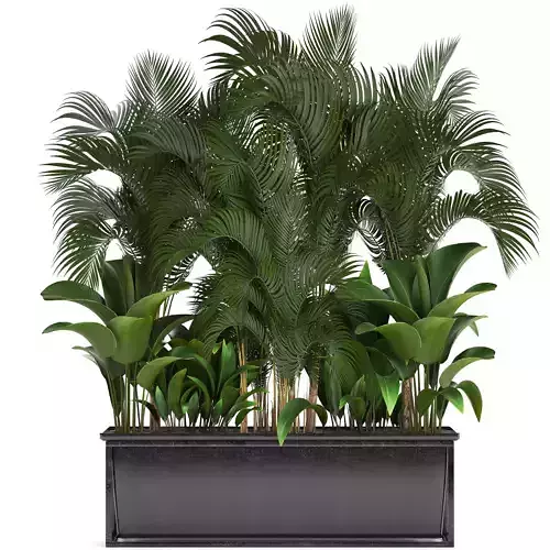 Collection Exotic plants