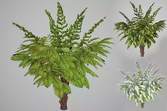 Alsophila Fern young