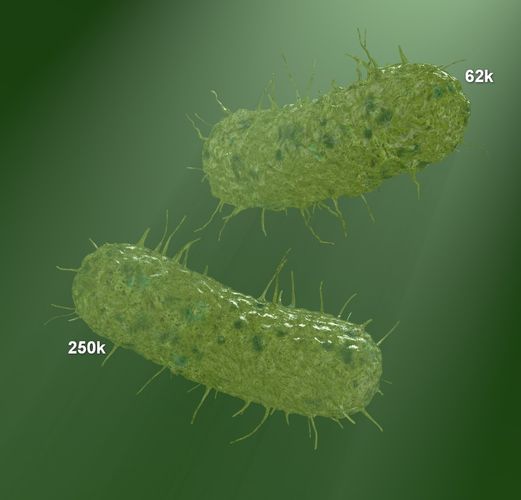 two  models of  flagellum bacteria  3D model