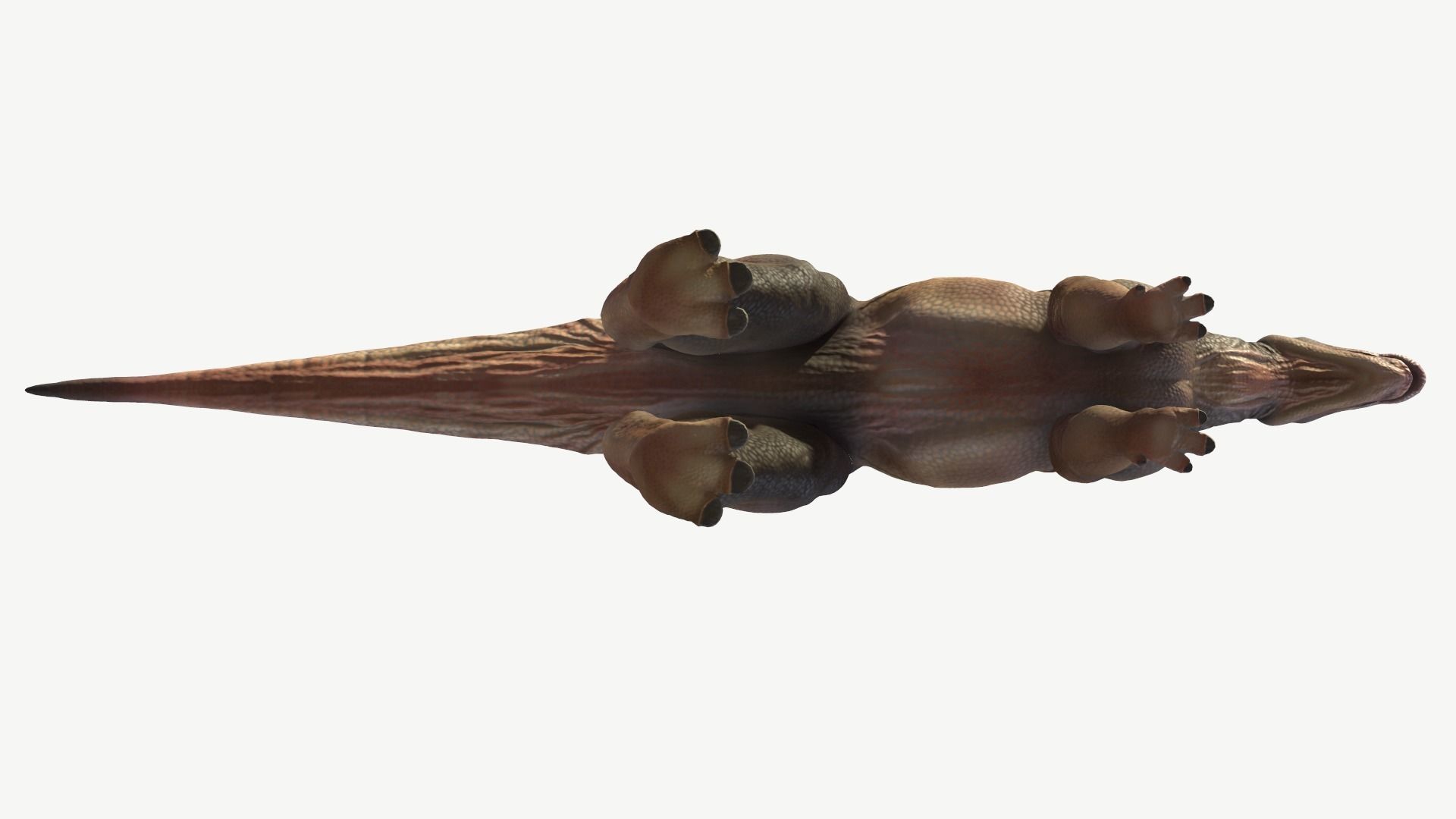 Protohadros dinosaur Low-poly 3D model_11