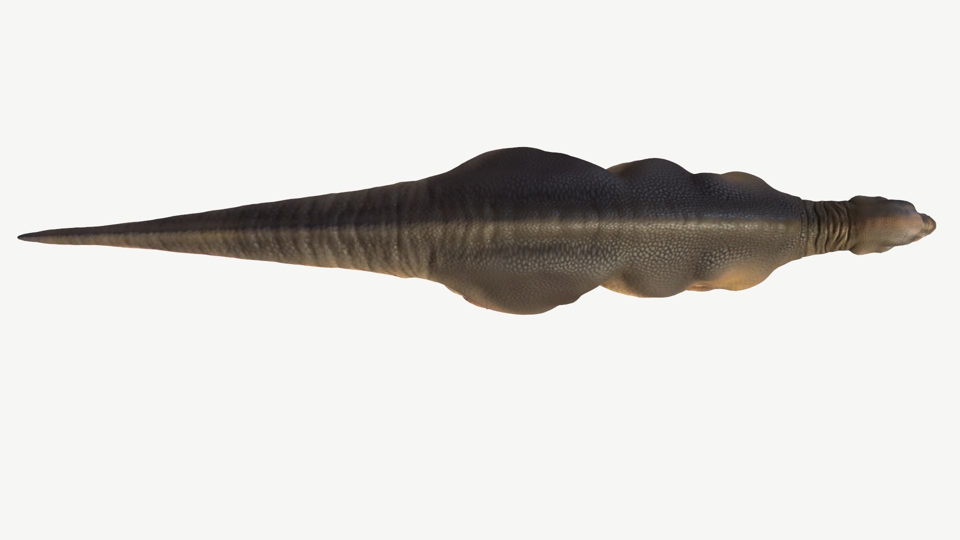 Protohadros dinosaur Low-poly 3D model_7