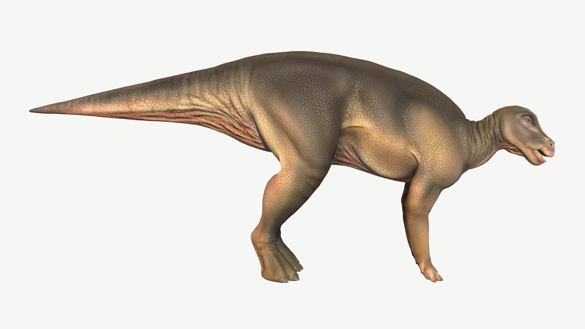 Protohadros dinosaur Low-poly 3D model_3