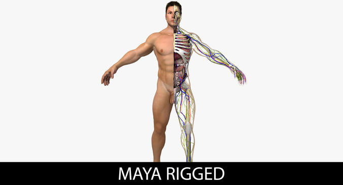 Ultimate Complete Rigged Male 3D model