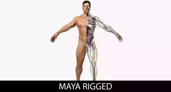 Ultimate Complete Rigged Male 3D model