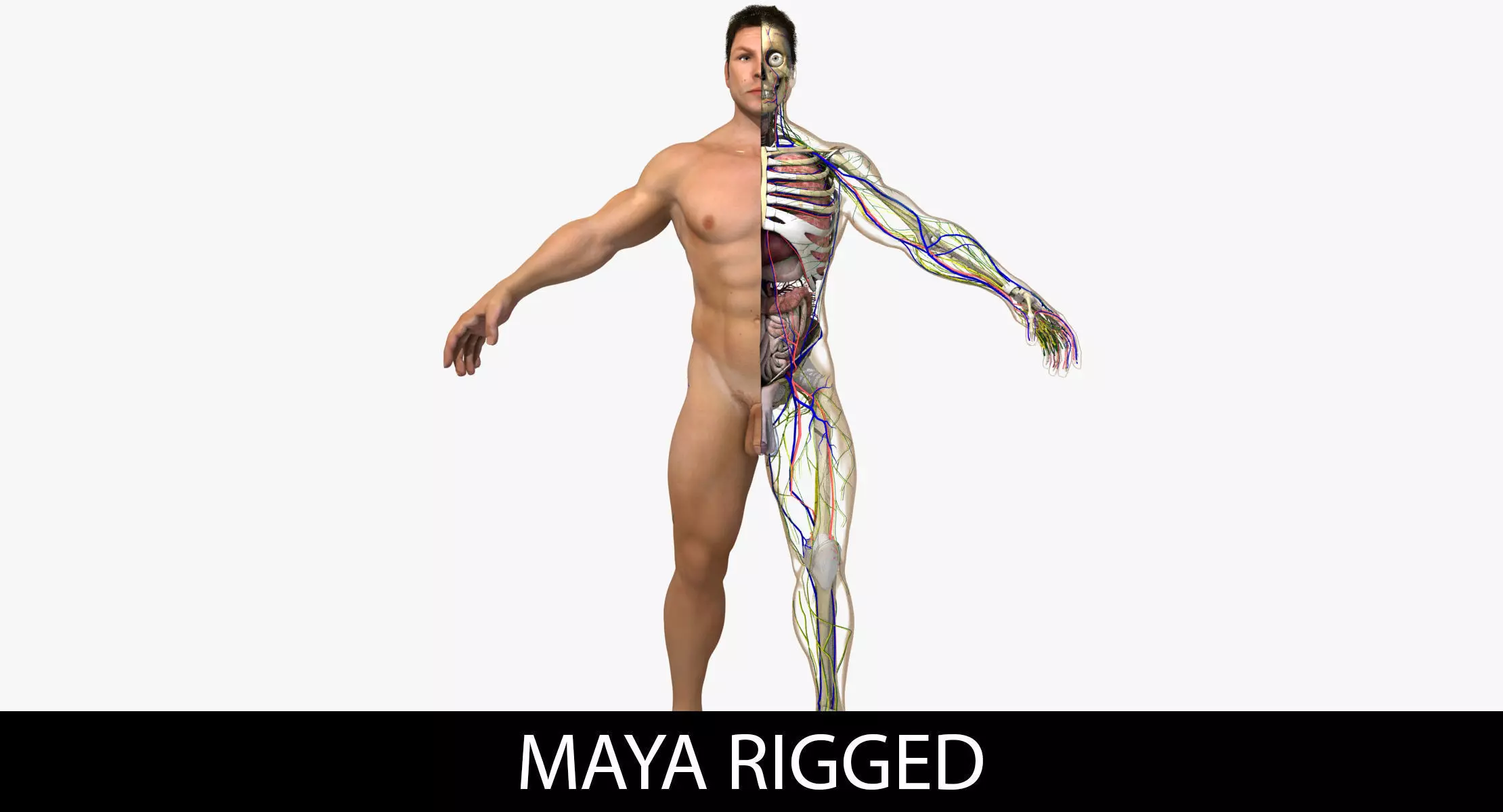 Ultimate Complete Rigged Male 3D model_0