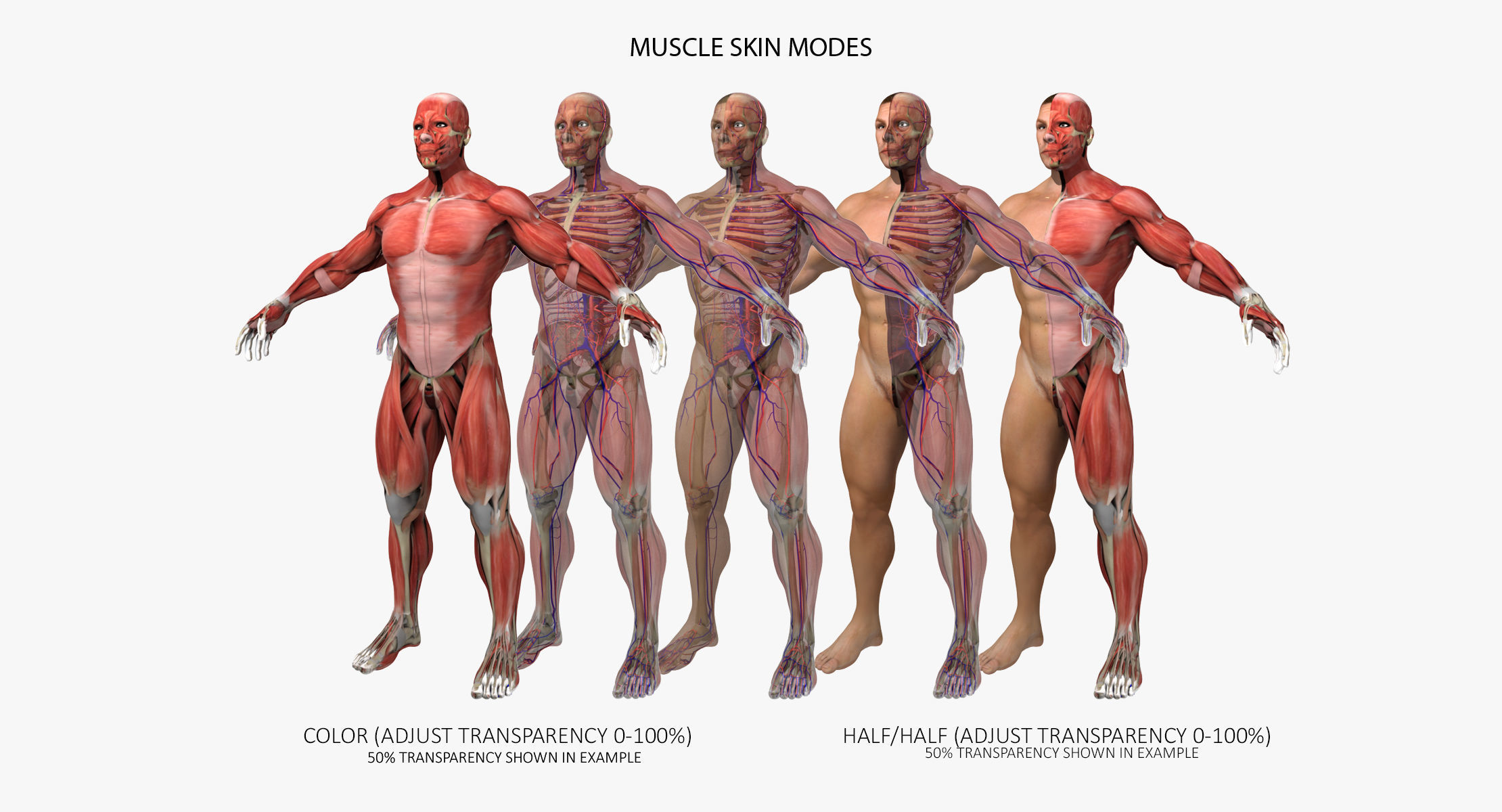 Ultimate Complete Rigged Male 3D model_5