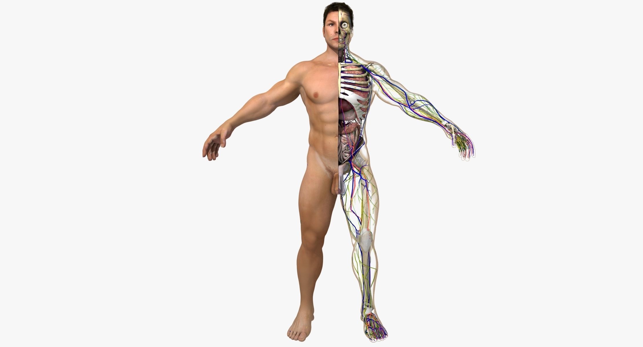 Ultimate Complete Rigged Male 3D model_1