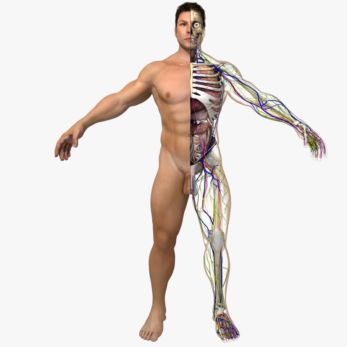 Ultimate Complete Rigged Male 3D model_8