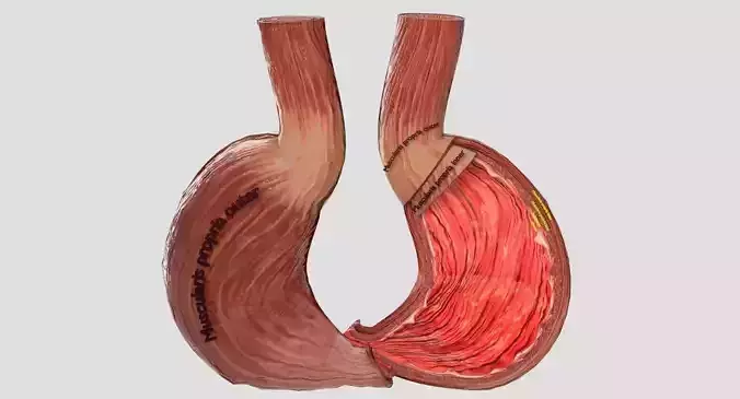 STOMACH GASTRIC SEPARABLE PARTS 3D print model