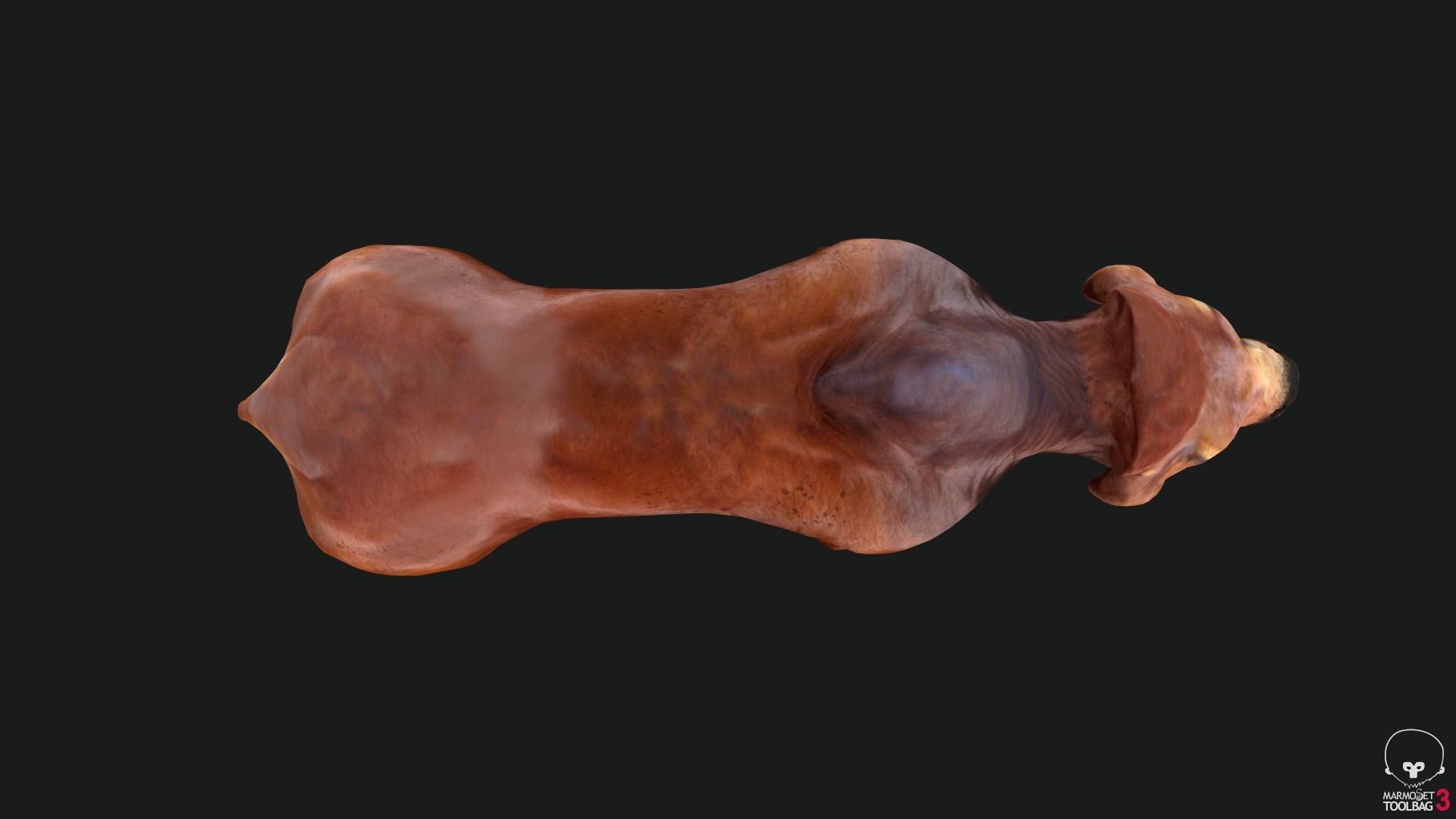 Bull india Low-poly 3D model_4