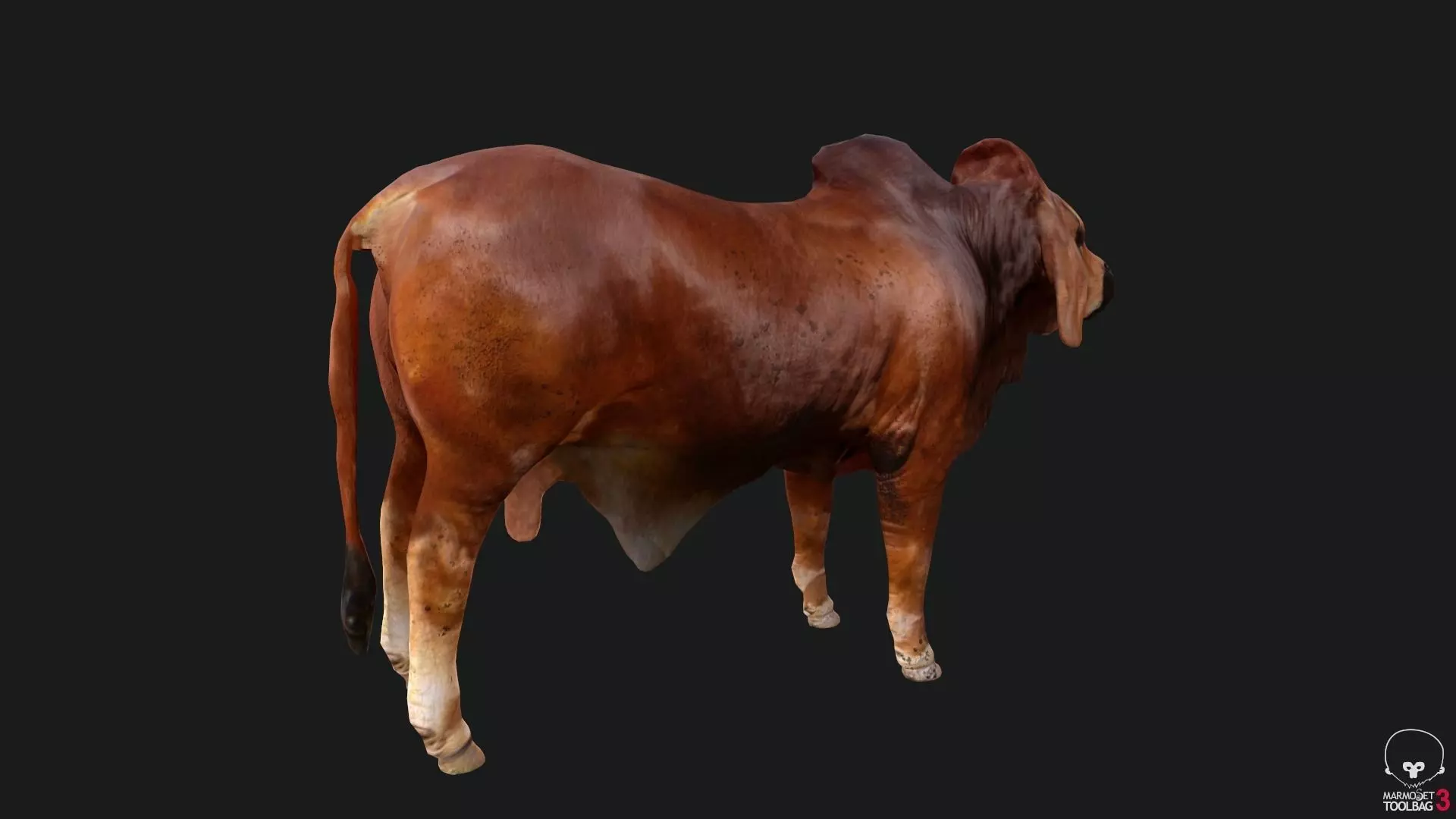 Bull india Low-poly 3D model_0