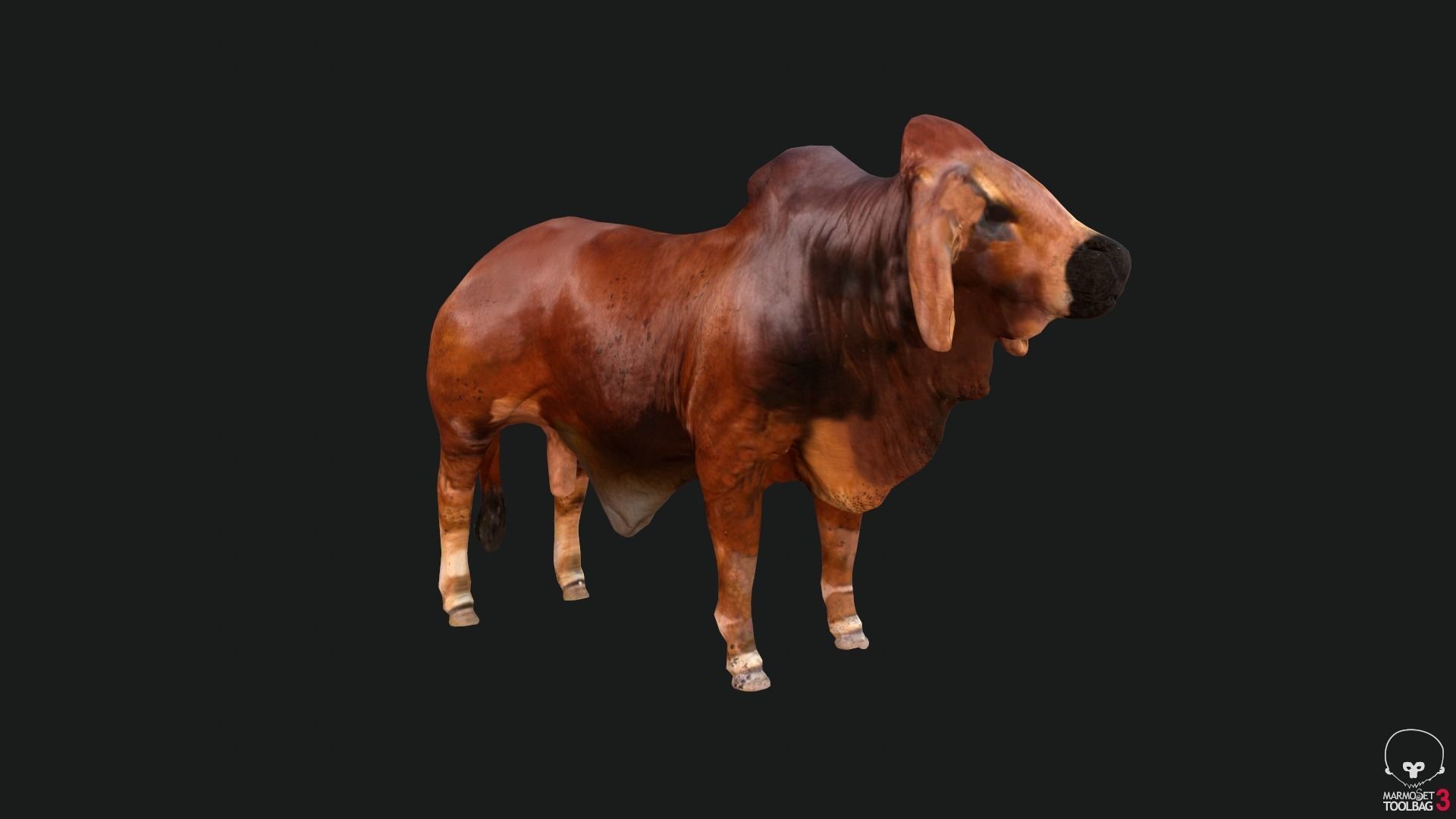 Bull india Low-poly 3D model_2