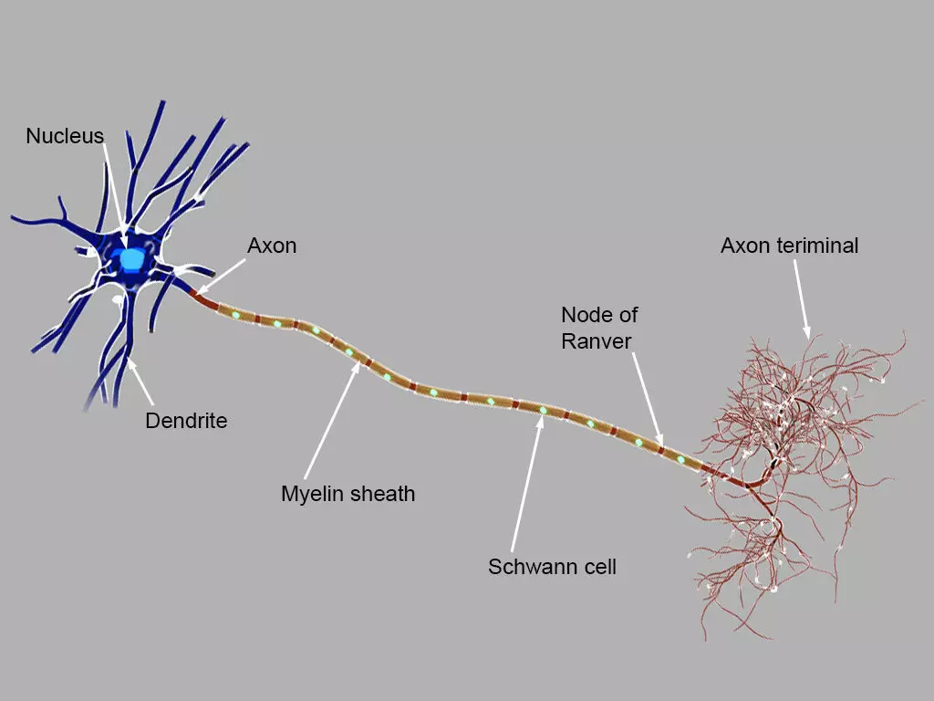 Detailed neuron 3d model 3D model