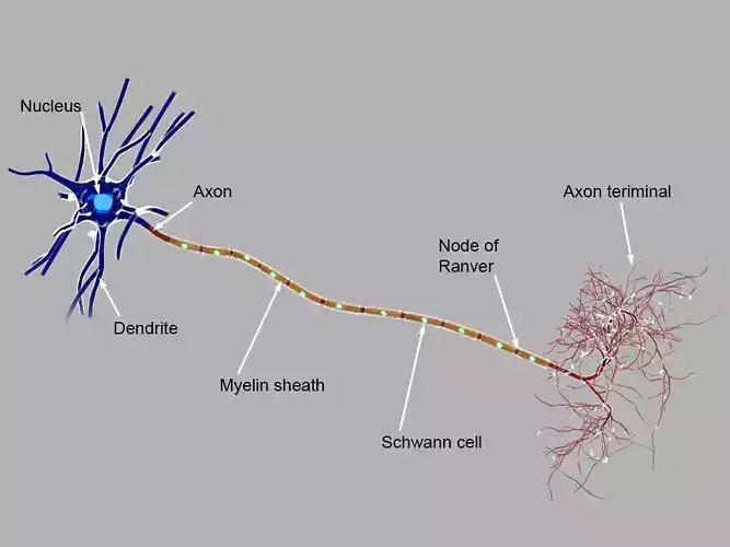 Detailed neuron 3d model 3D model