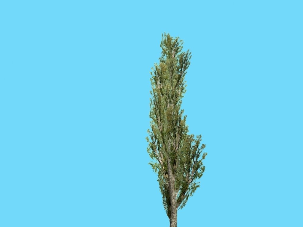 poplar tree Low-poly 3D model_3
