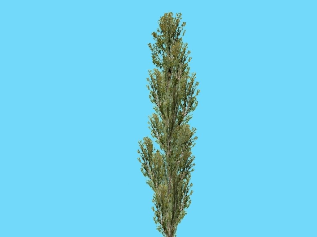 poplar tree Low-poly 3D model_2