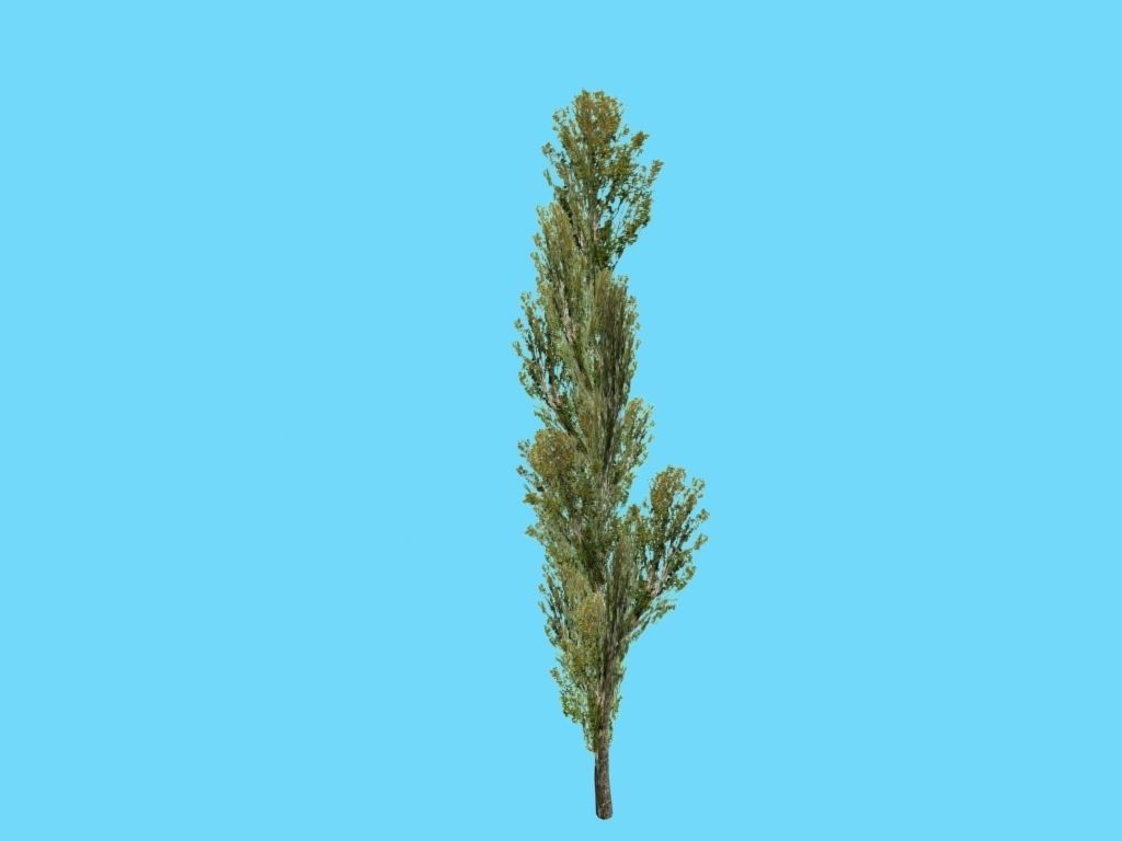 poplar tree Low-poly 3D model_4