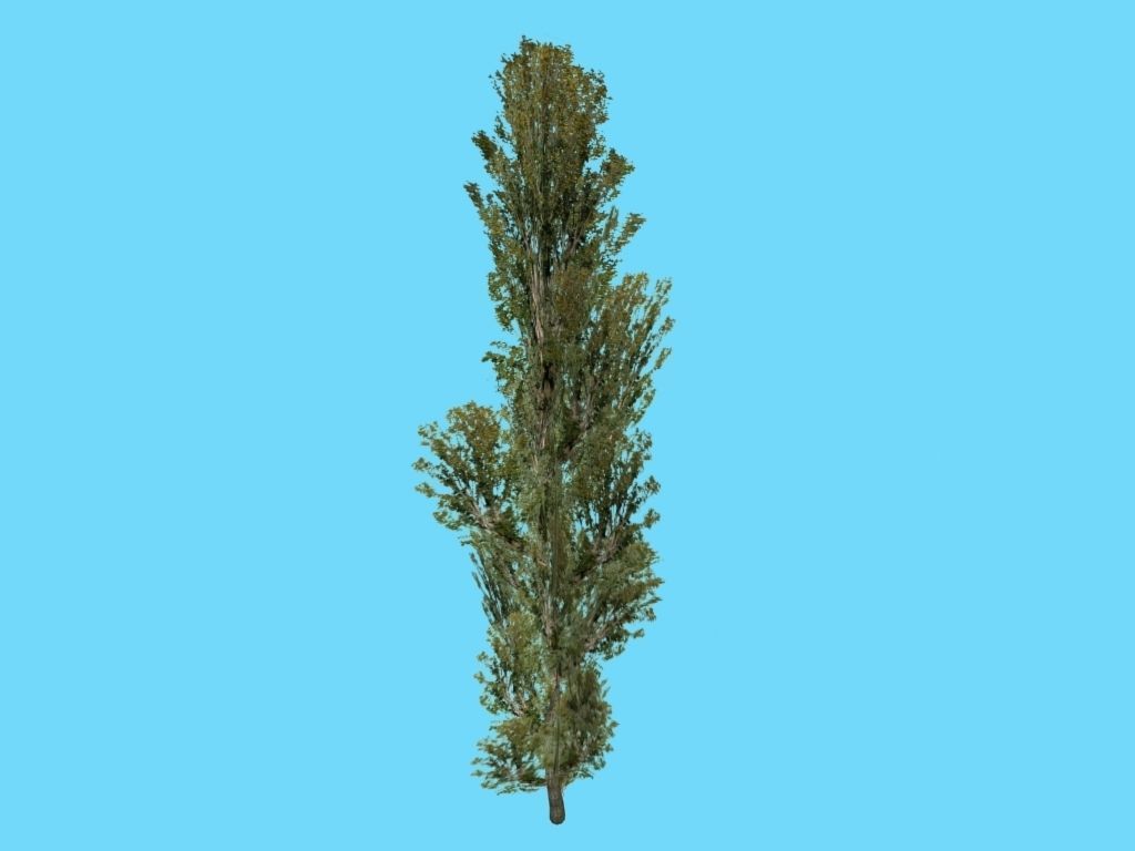 poplar tree Low-poly 3D model_1