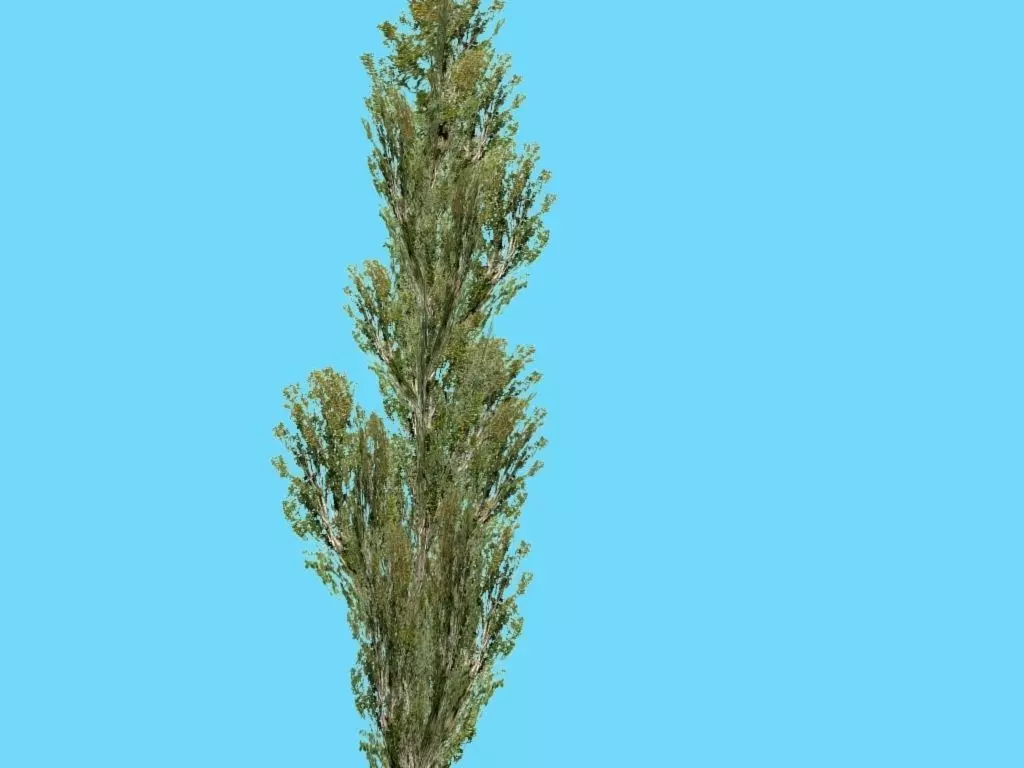 poplar tree Low-poly 3D model_0